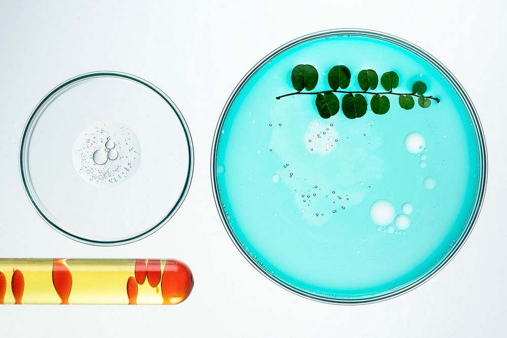 Science background experiment wallpaper, leaf in petri dish flat lay