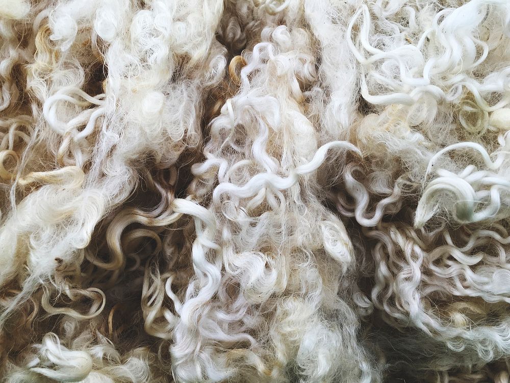 Close up of sheep wool texture