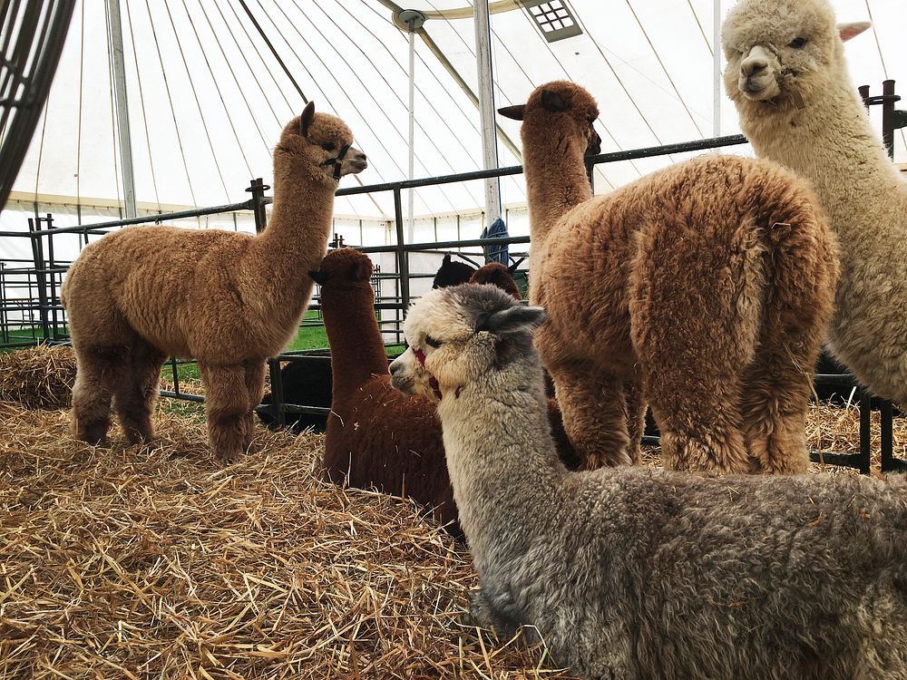 Alpacas in a stable