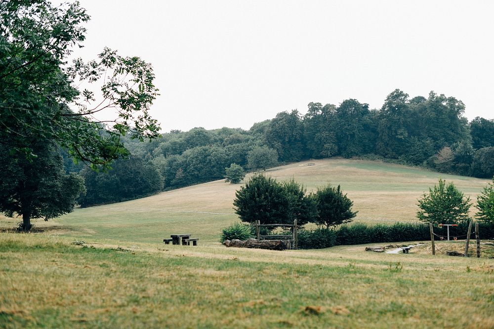 Field of green meadow in a park