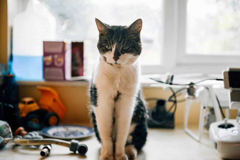 Lovely spotted cat at home