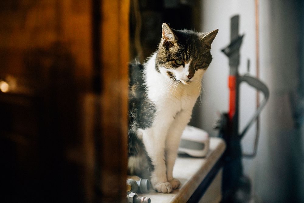 Lovely spotted cat sitting on a table