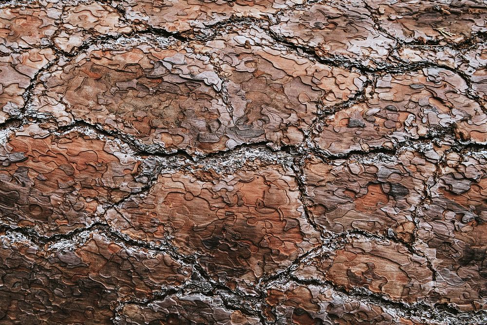 Rough brown cracked background texture