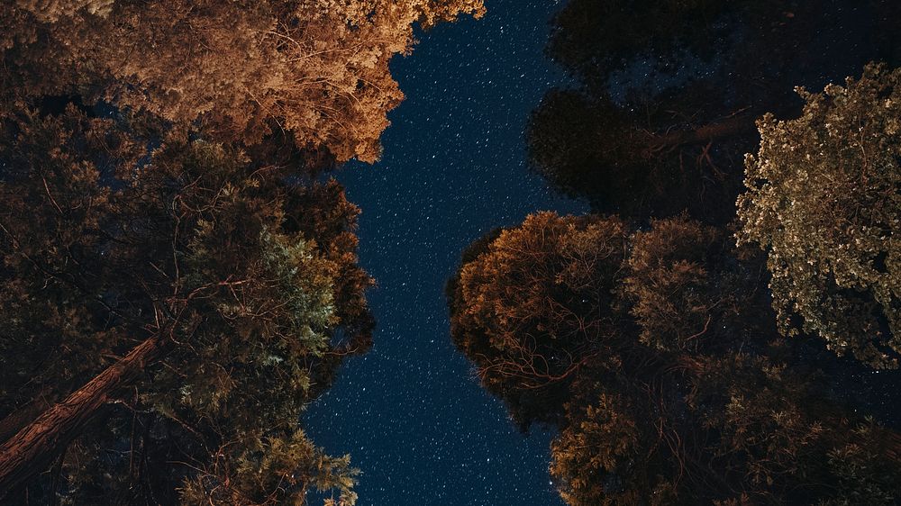 Night view of treetops at Yosemite National Park, United States