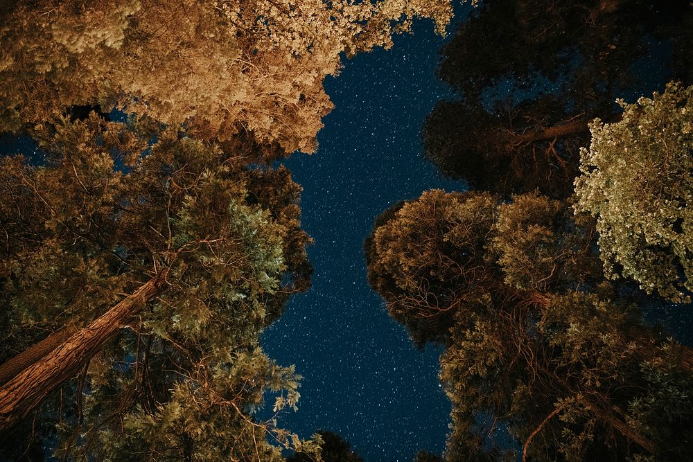 Night view treetops Yosemite National | Premium Photo - rawpixel