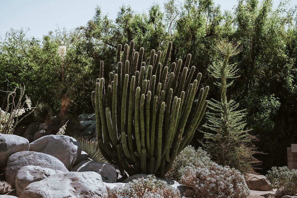 Group of cardon cactus in the park