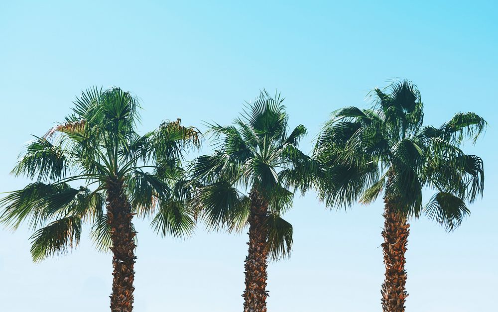 Palm trees in the summer