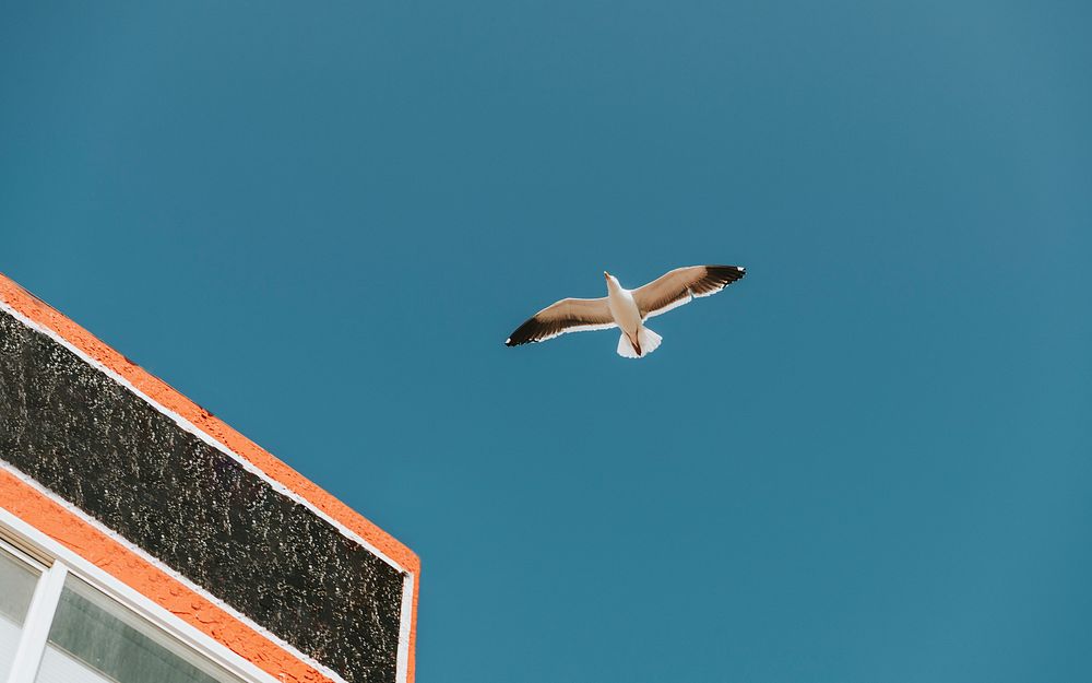 Flying seagull in a blue sky