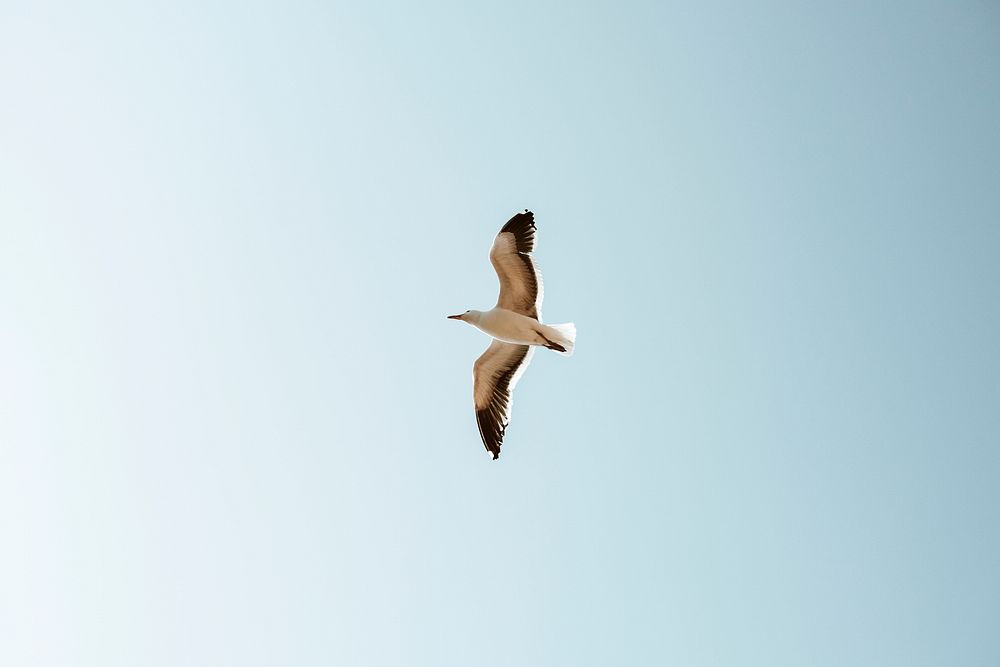 Seagull flying over in the blue sky