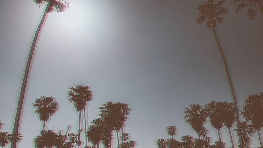 Palm trees in the summer