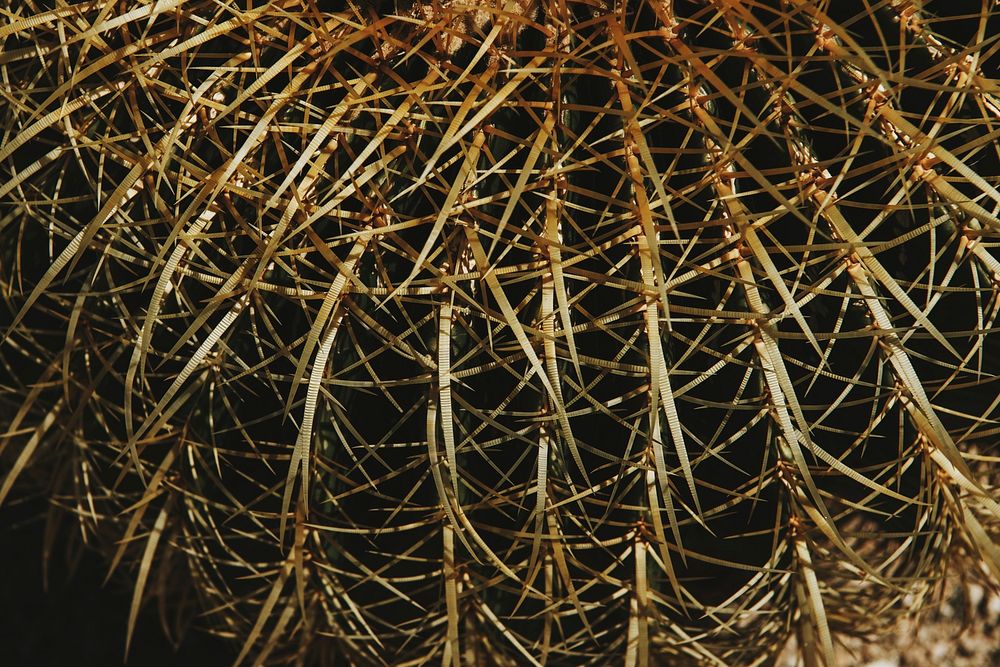 Closeup of cacti spines pattern background