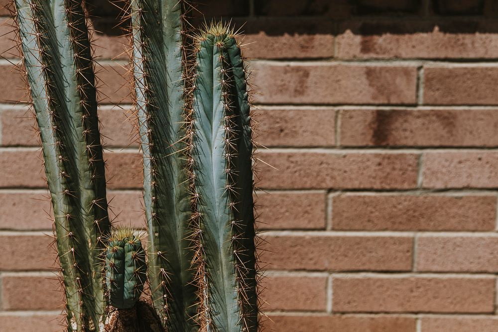 Cacti growing by a brick wall