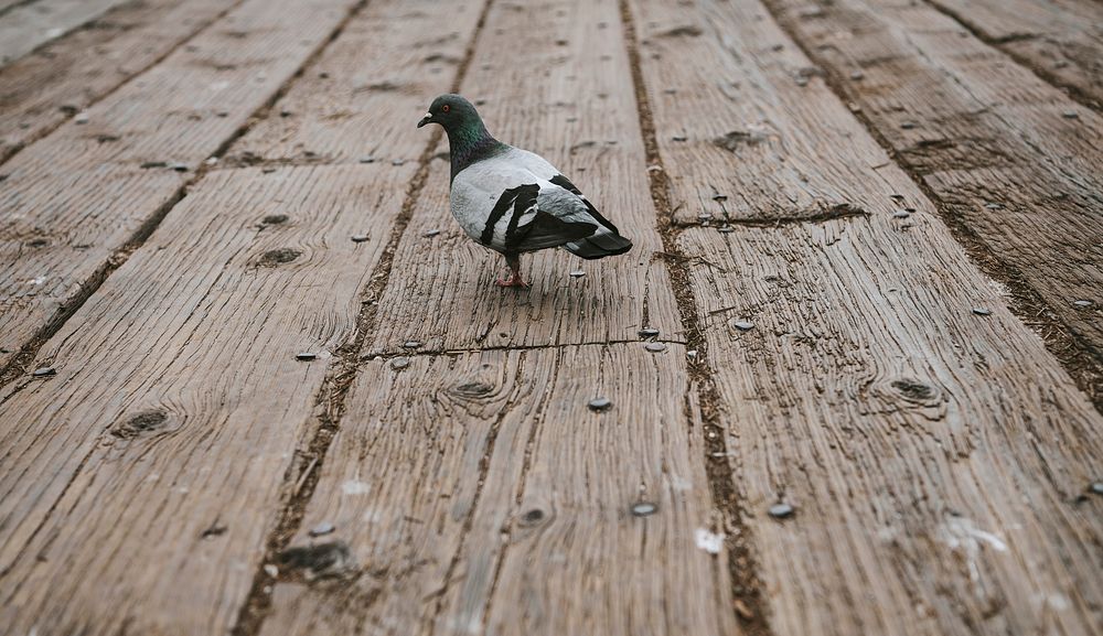 Pigeon standing on wooden floor