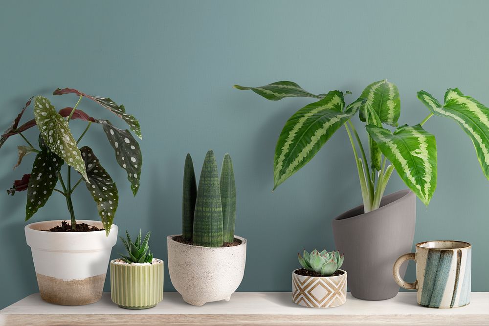 Cute small plants mockup psd on a shelf