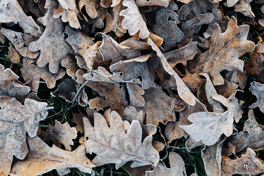 Frozen dry oak leaves on the ground