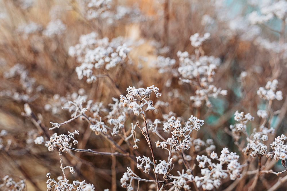 Frosty wildflower buds in winter textured background