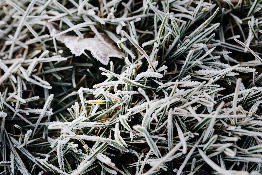Grass covered in frost textured background