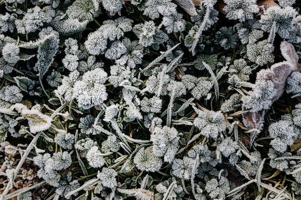 Frosty grass in winter textured background