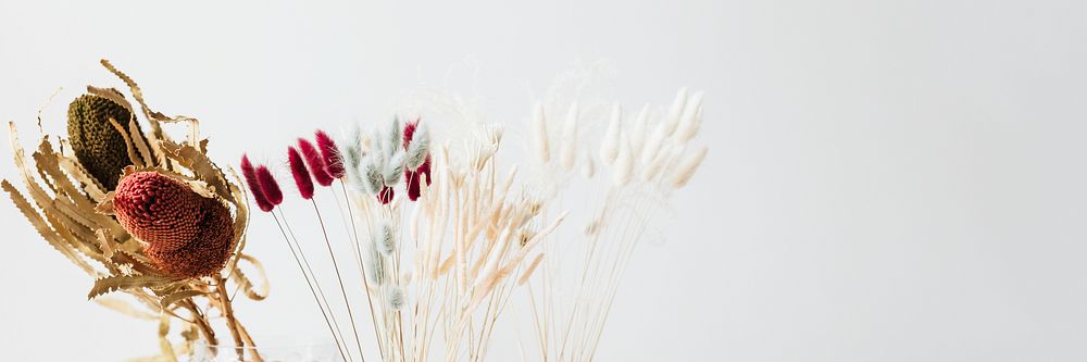 Dried Bunny Tail grass on a light background