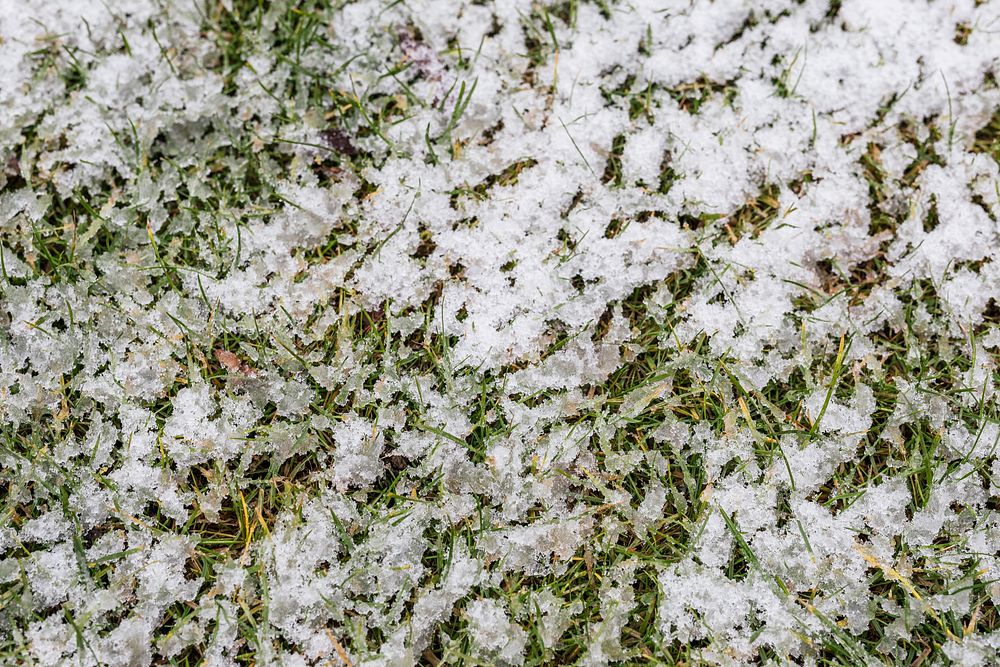 Snow covered green lawn background