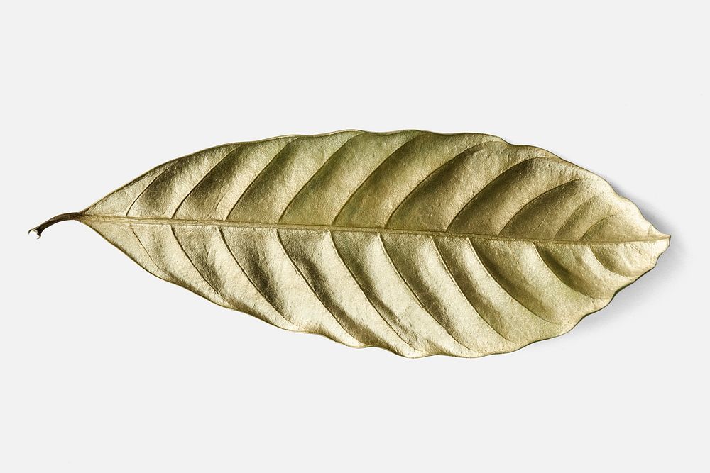 Leaf painted in gold mockup on an off white background
