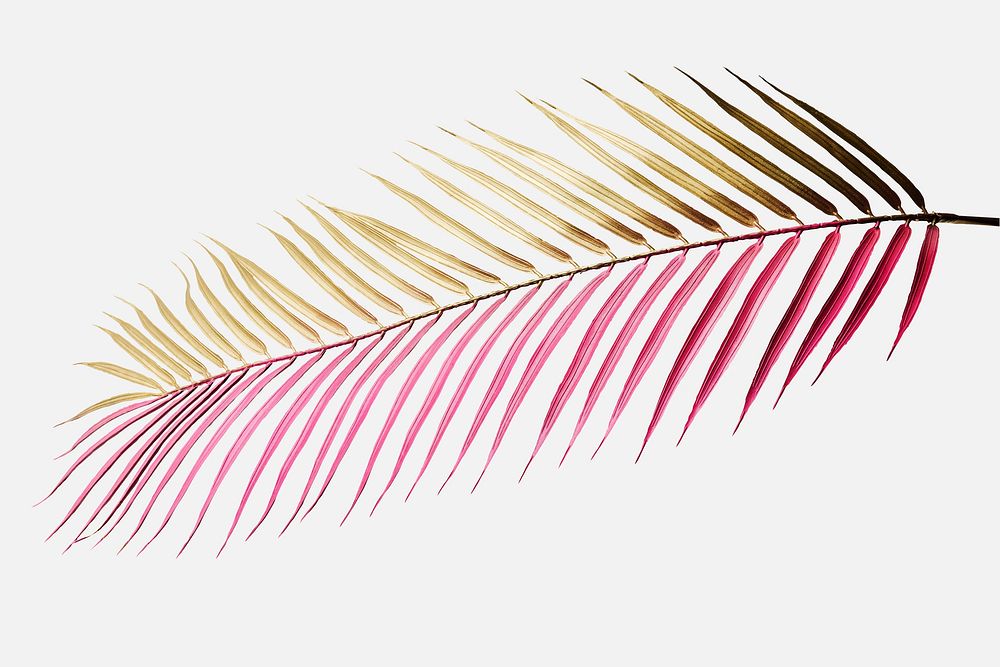 Areca palm leaf painted in gold and magenta mockup on an off white background