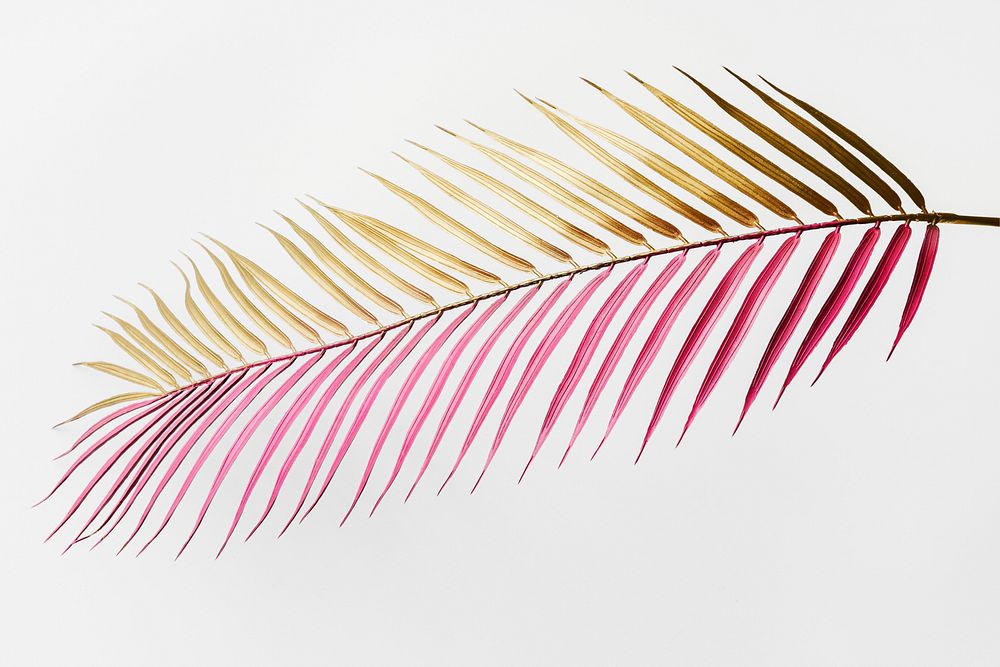 Areca palm leaf painted in gold and magenta on an off white background