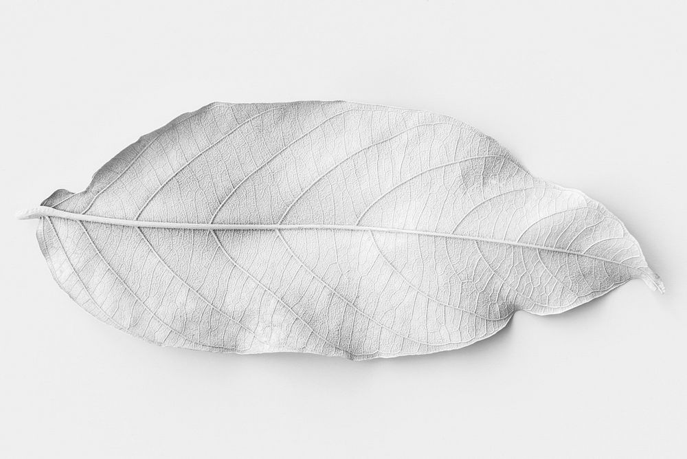 Leaf painted in white