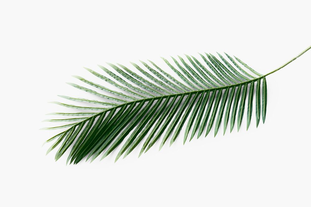 Fresh green areca palm leaf on an off whtie background