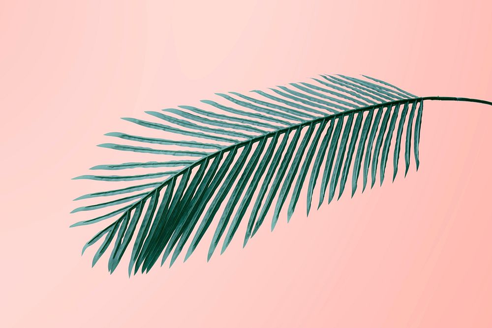 Fresh green areca palm leaf on a peach pink background