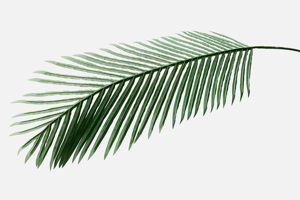 Fresh green areca palm leaf on an off whtie background