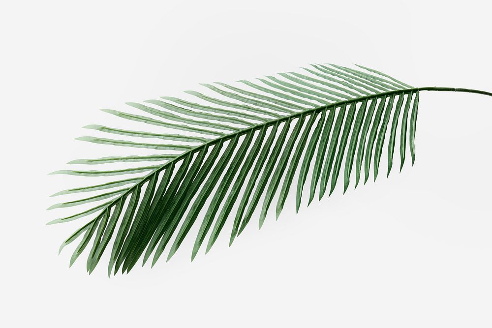 Fresh green areca palm leaf on an off whtie background