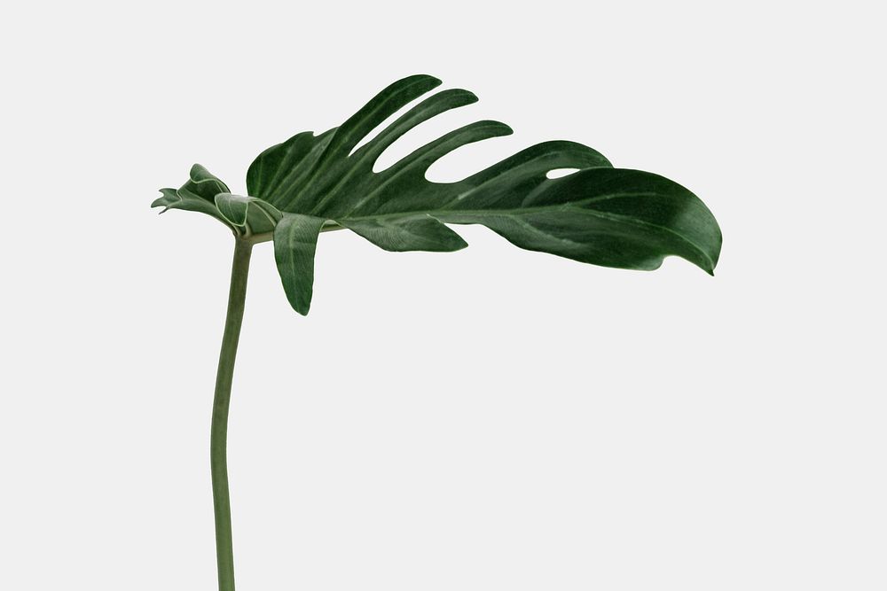 Philodendron xanadu leaf on an off white background