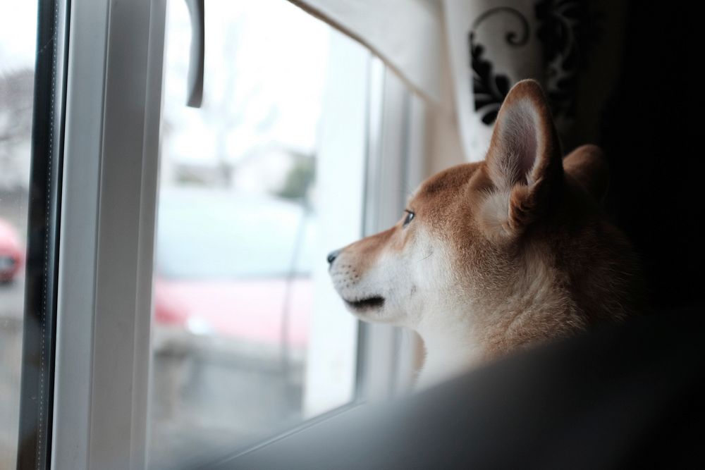 Free shiba inu dog looking out the window image, public domain animal CC0 photo.