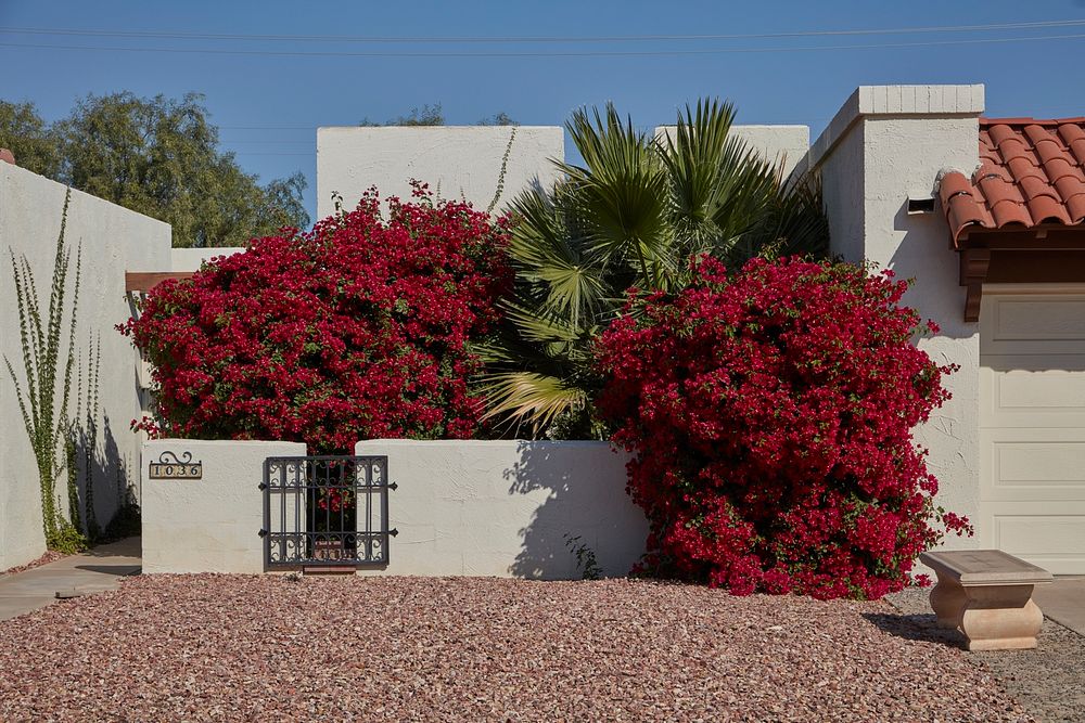 Brightly landscaped home in Tempe, Arizona. Original image from Carol M. Highsmith&rsquo;s America, Library of Congress…