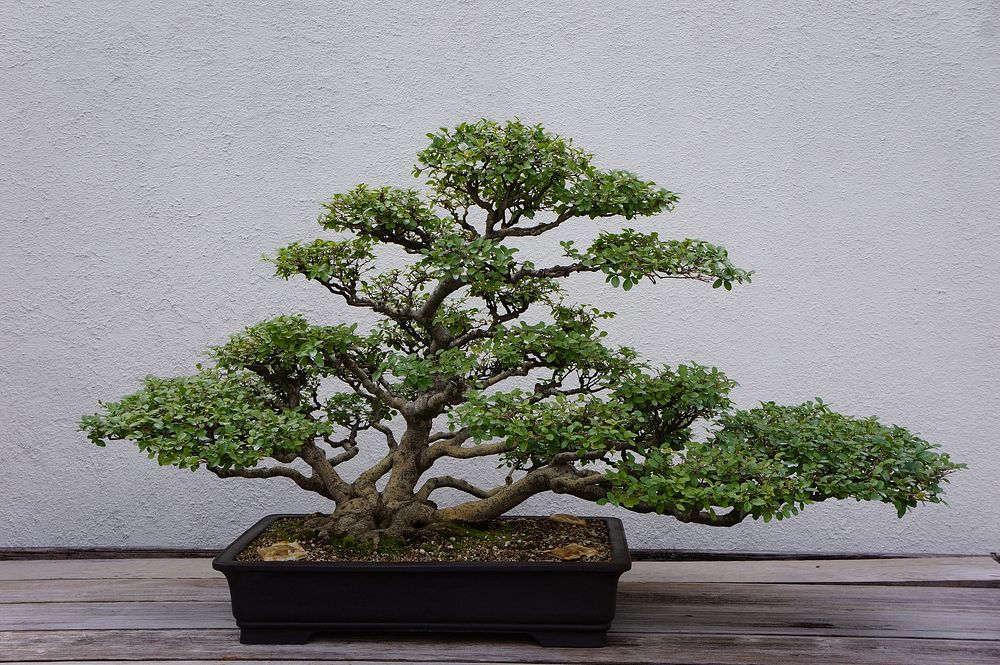 Free bonsai image, public domain plant CC0 photo.