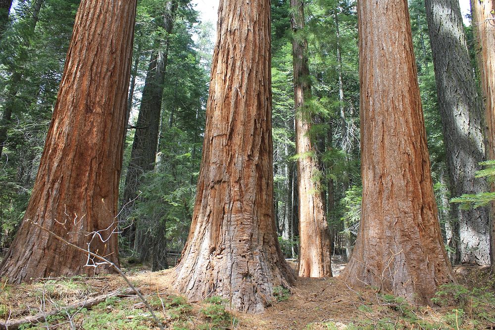 The Northernmost Stand Of Seqouia Gigantea California