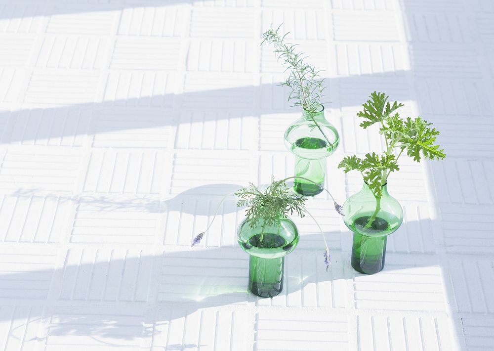 Three Green Herb Leaves In Glass Under Windows At Day