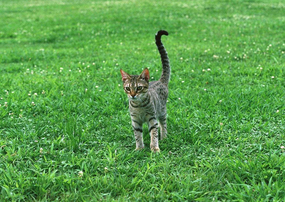 Cat On Grass