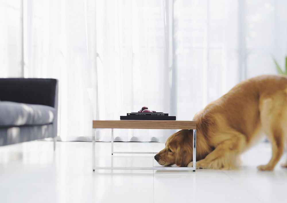 Free golden retriever dog's head under table in living room image, public domain animal CC0 photo.