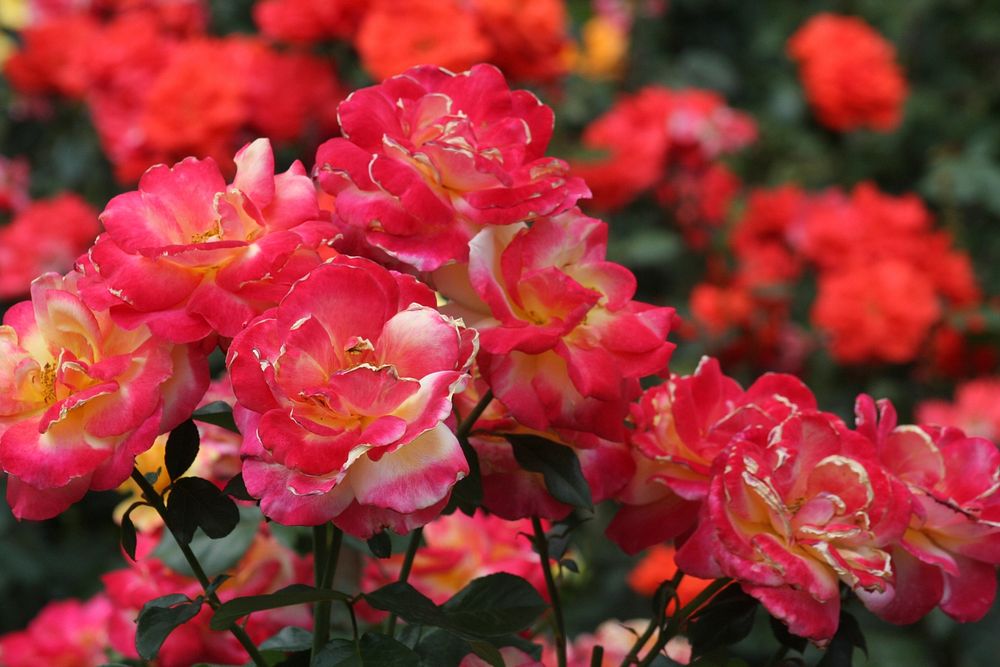 Roses At Washington Park International Rose Test Garden