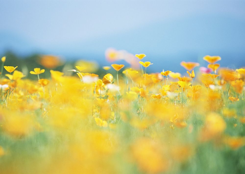 Free yellow cosmos field image, public domain flower CC0 photo.