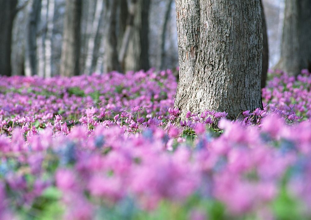 Free pink flower image, public domain spring CC0 photo.