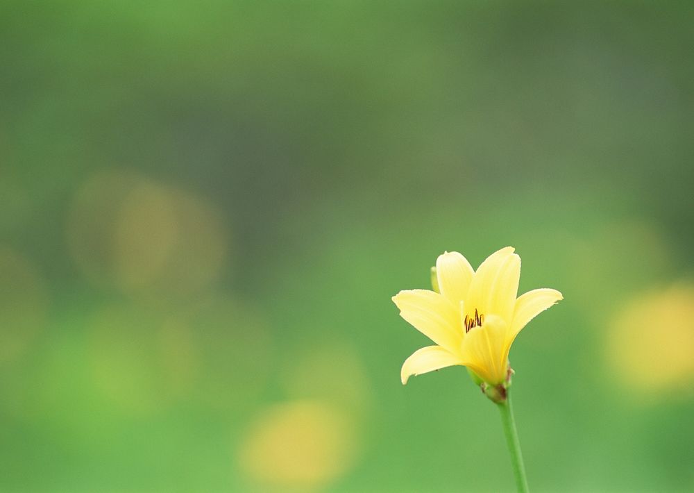 Delicate Bright Floral Natural Background With Yellow Lily Flower