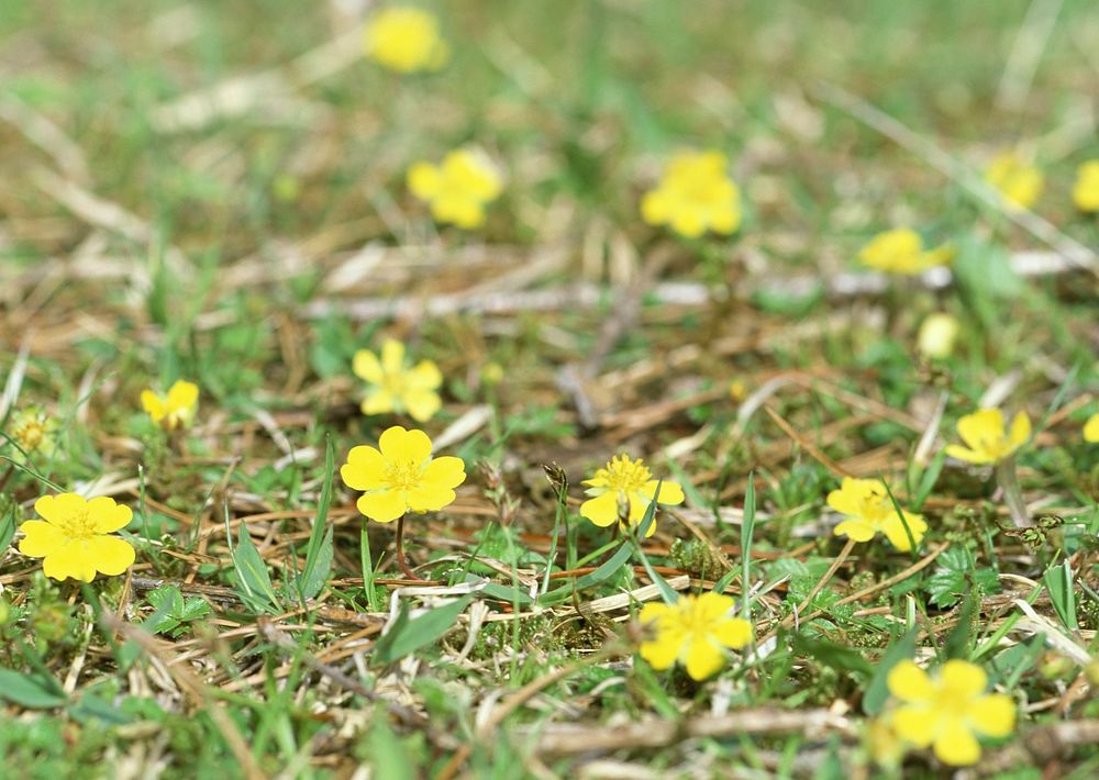 Macro Of Bright Yellow Flowers Of Greater Celandine