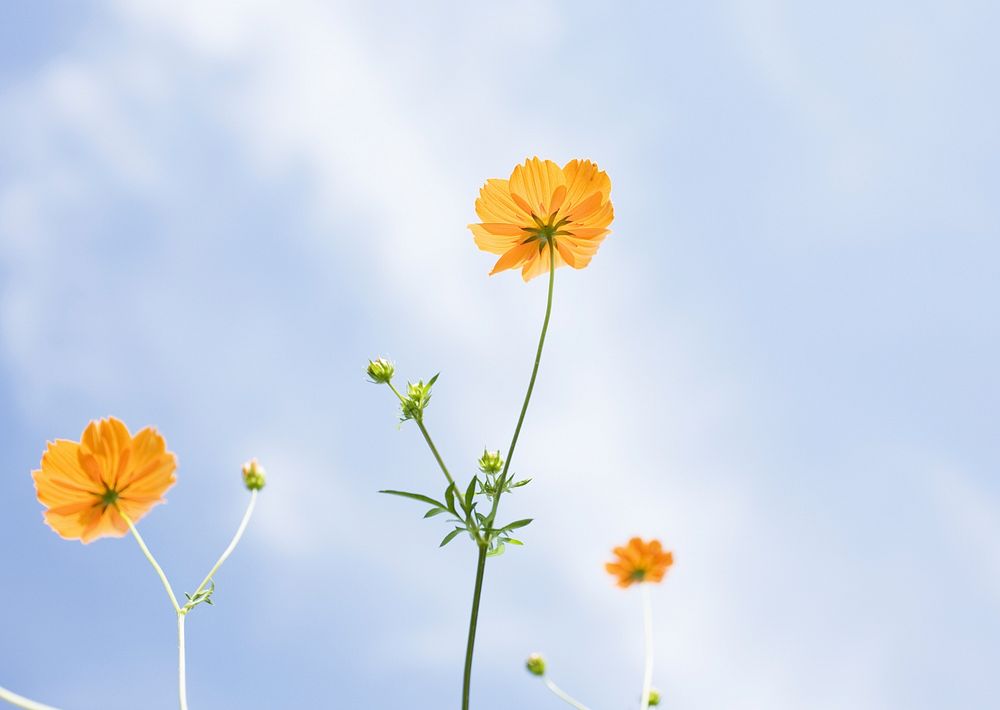 Yellow Cosmos Flower And Blue Sky