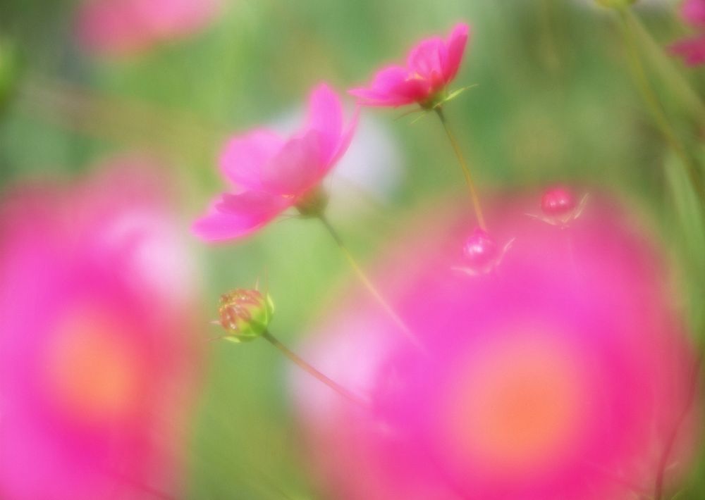 Cosmos Flower (Cosmos Bipinnatus) With Blurred Background