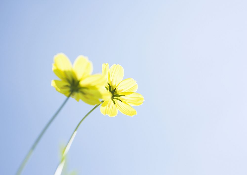 Yellow Daisy Flower, Macro.