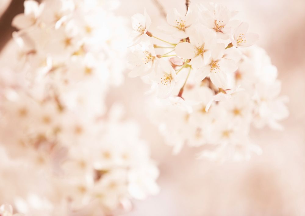 Free white cherry blossom image, public domain flower CC0 photo.