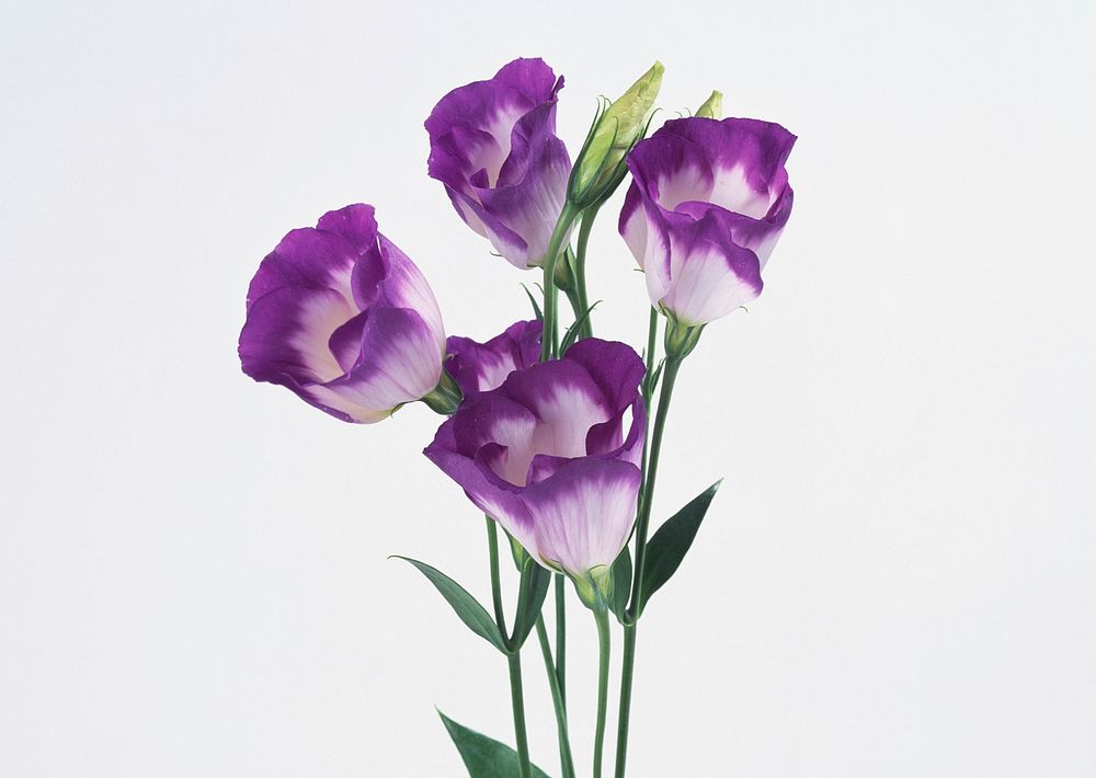 Purple Colored Tulip